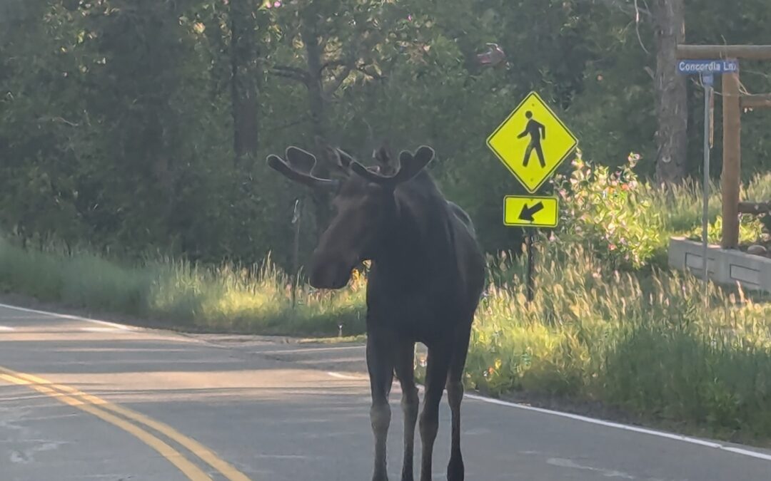 Moose now use crosswalks, is this a harbinger for 3 big changes in Colorado ski real estate