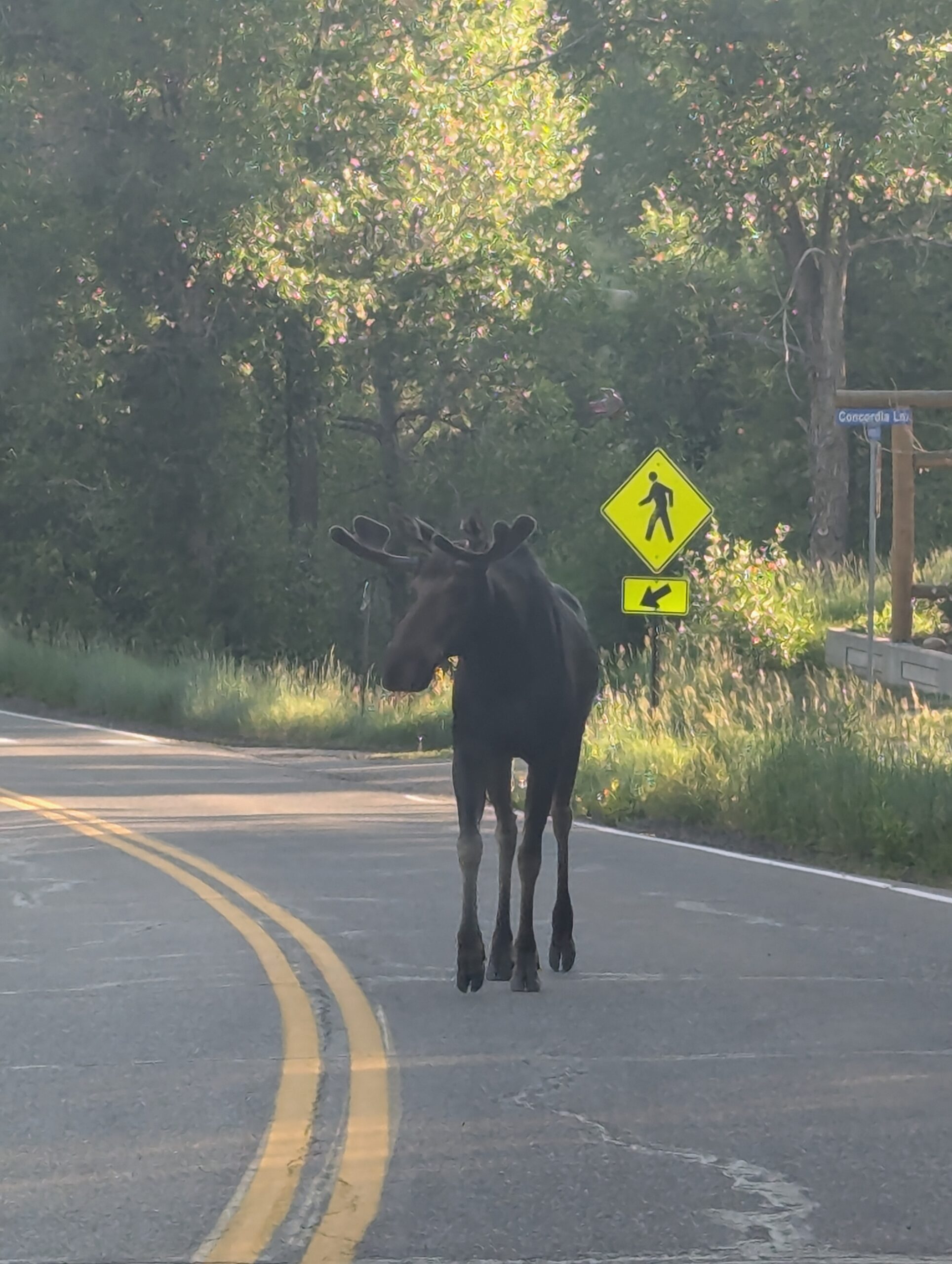 Moose